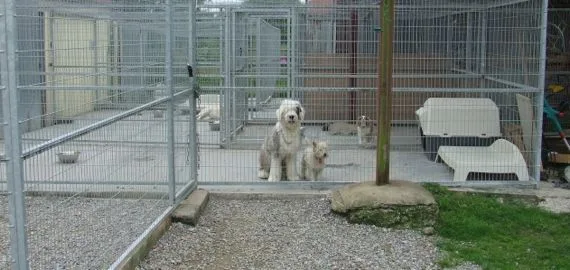 Bed And Biskits - Limerick pet otel görseli 2