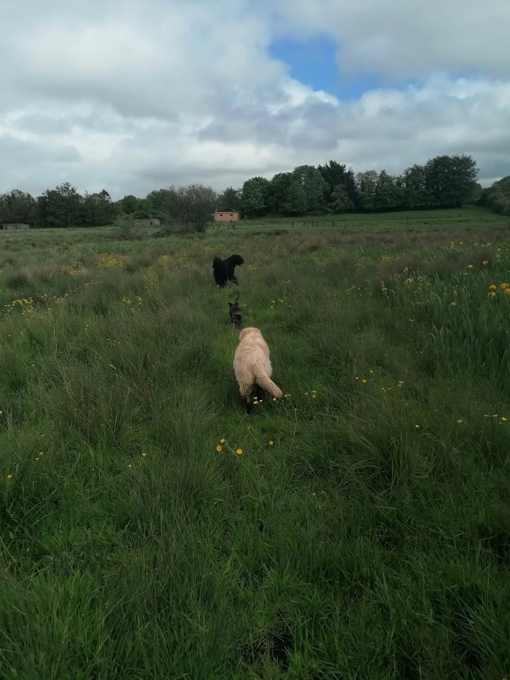 Guillamore Kennels and Cattery and Daycare - Limerick pet otel