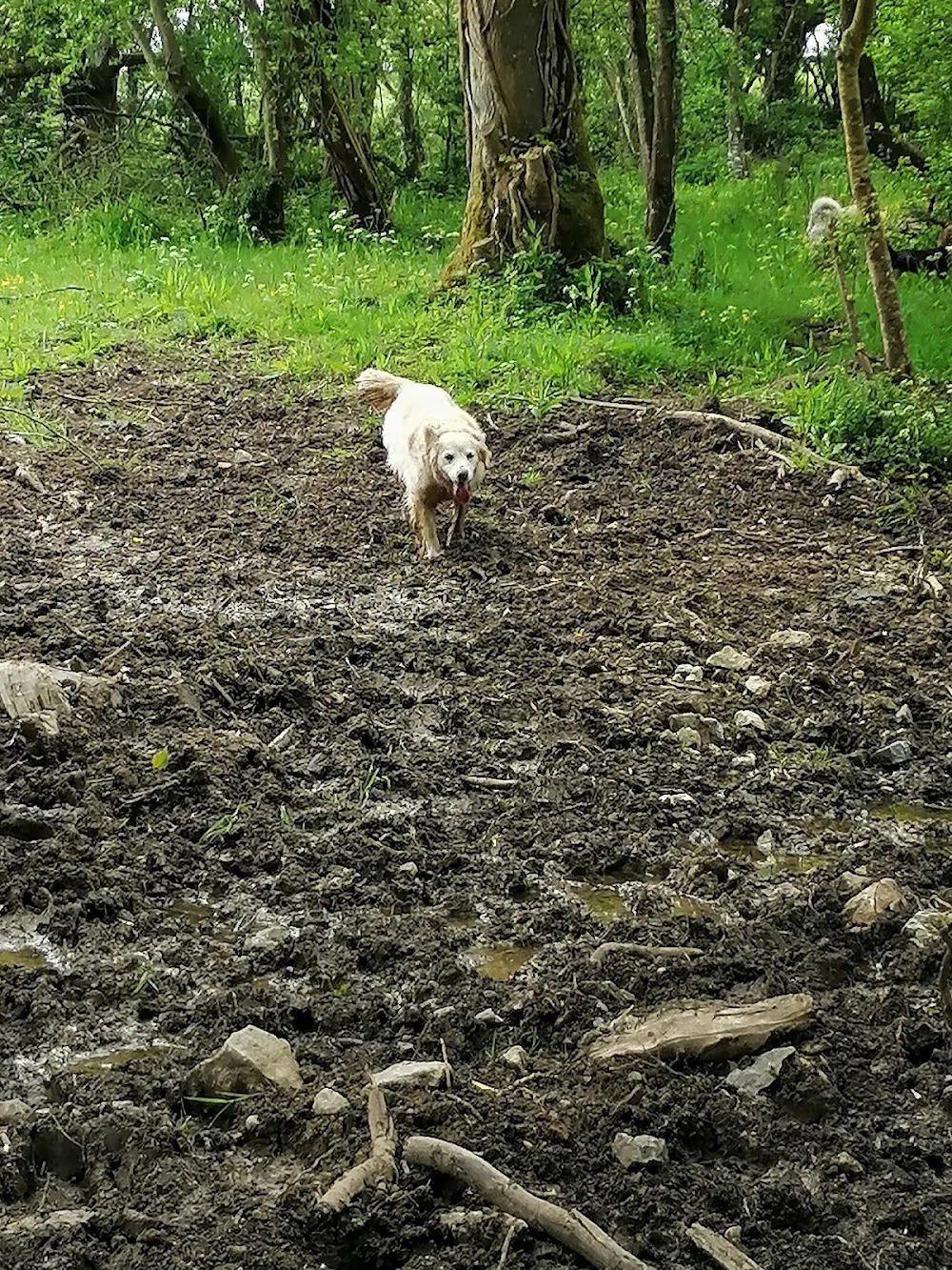 Guillamore Kennels and Cattery and Daycare - Limerick pet otel görseli 3