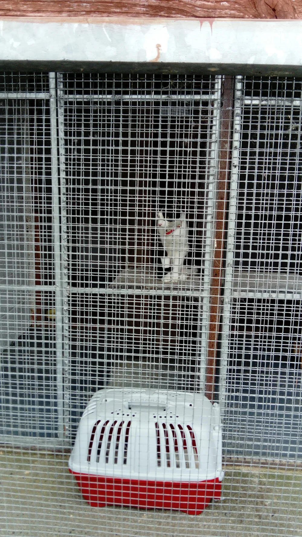 Jockey Hall Boarding Kennels & Cattery - Limerick pet otel görseli 7