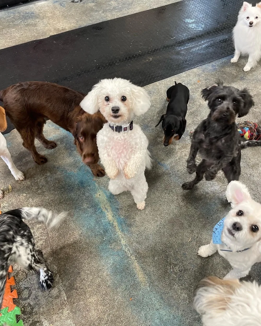 Little Rogues Dog DayCare & Grooming - Limerick pet otel