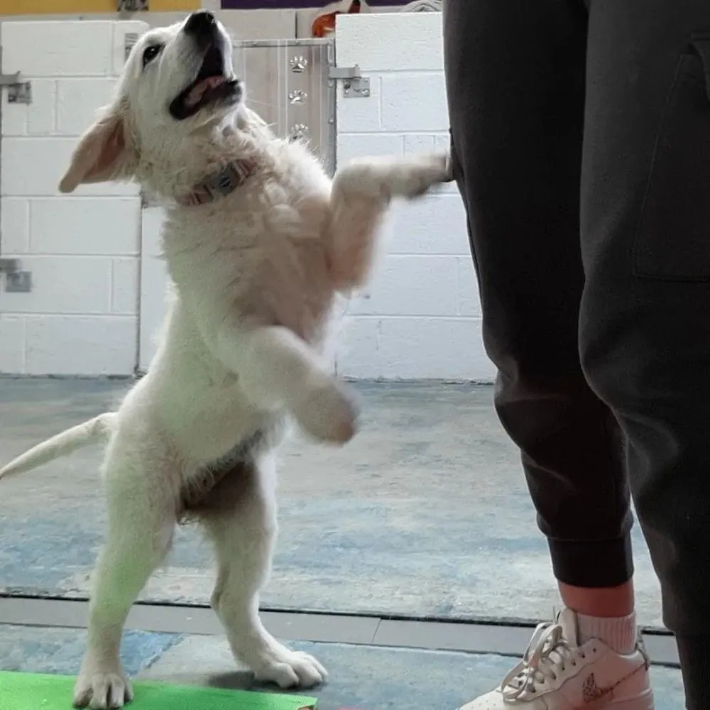 Little Rogues Dog DayCare & Grooming - Limerick pet otel görseli 3