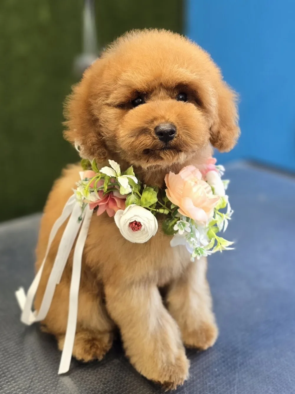 Lough Gur Dog Grooming & Daycare - Limerick pet otel