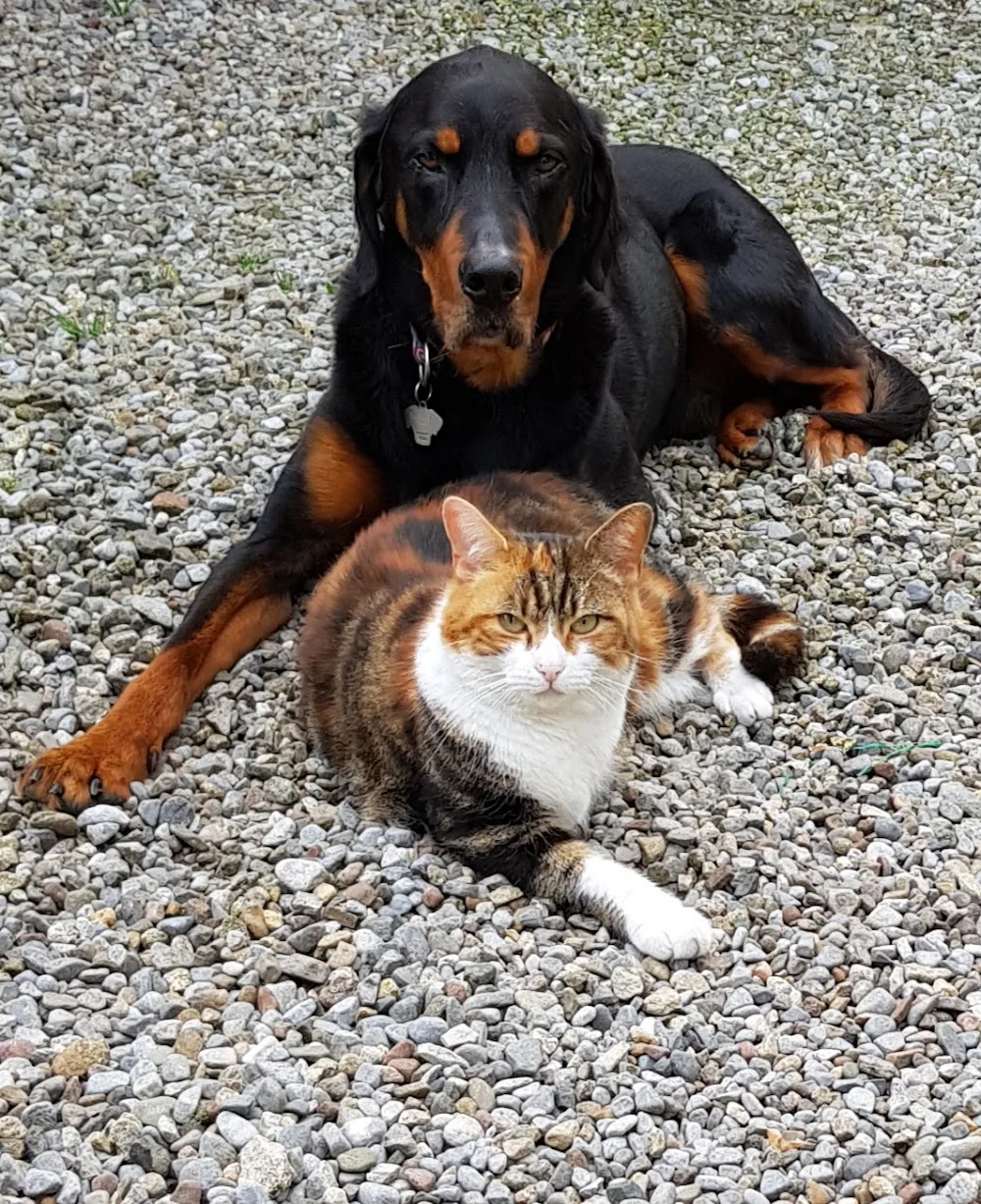 PawPals Limerick - Limerick pet otel görseli 2