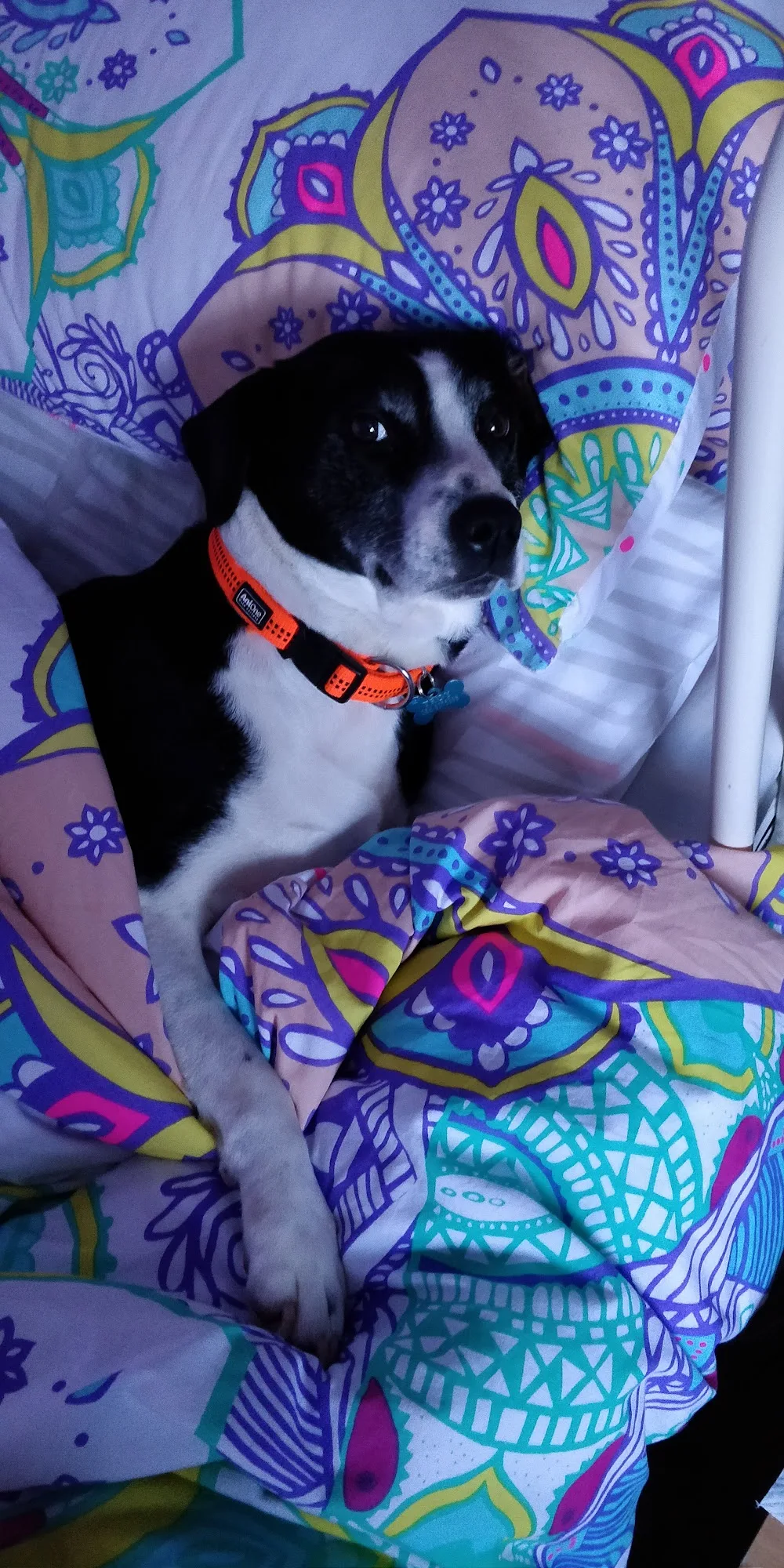 PawPals Limerick - Limerick pet otel görseli 3