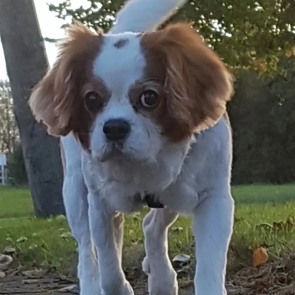 Perfect Paws - Limerick pet otel görseli 3