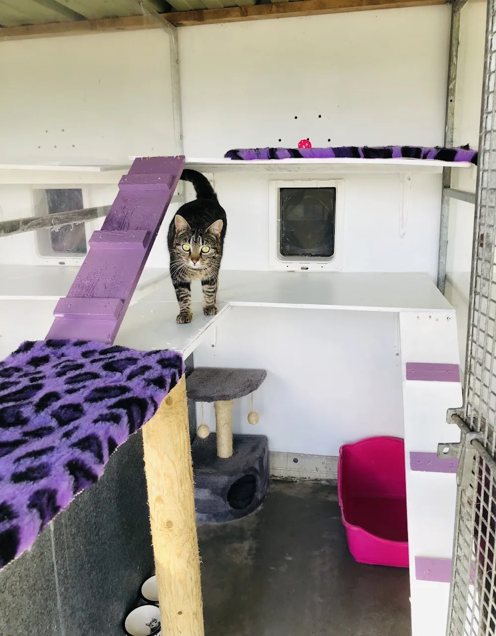 Rose’s Cat Hotel - Limerick pet otel görseli 2