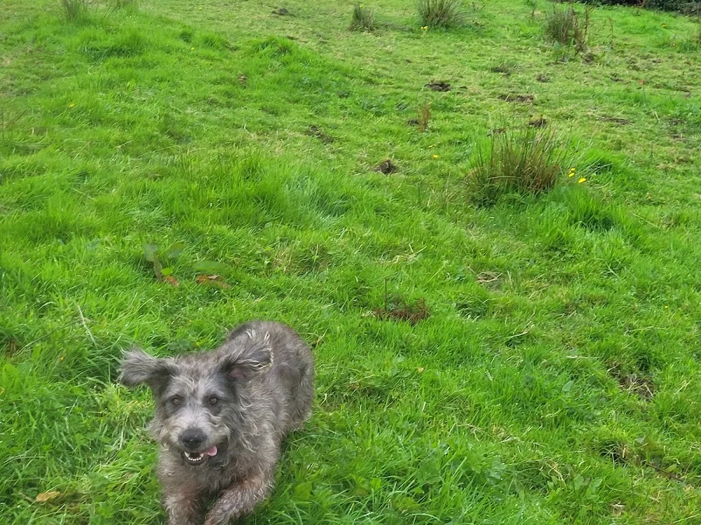 The Canine Chiropractic Clinic & Sixmilebridge Boarding Kennels - Limerick pet otel