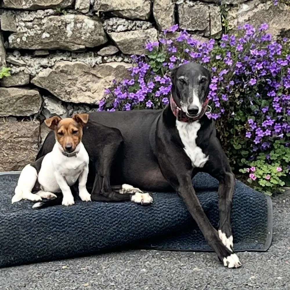 Timaru kennels - Limerick pet otel görseli 3