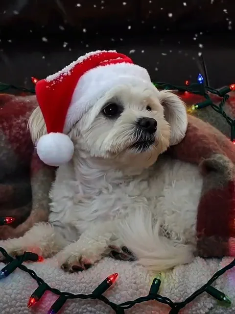Urban Tails Doggy Daycare Limerick - Limerick pet otel görseli 2