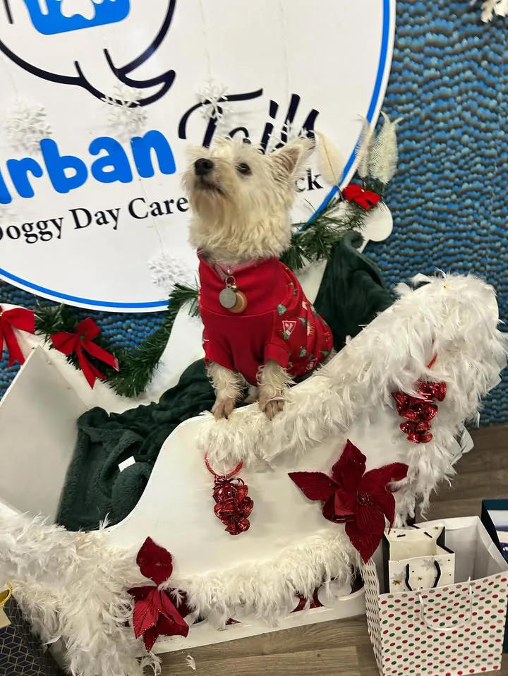 Urban Tails Doggy Daycare Limerick - Limerick pet otel görseli 3