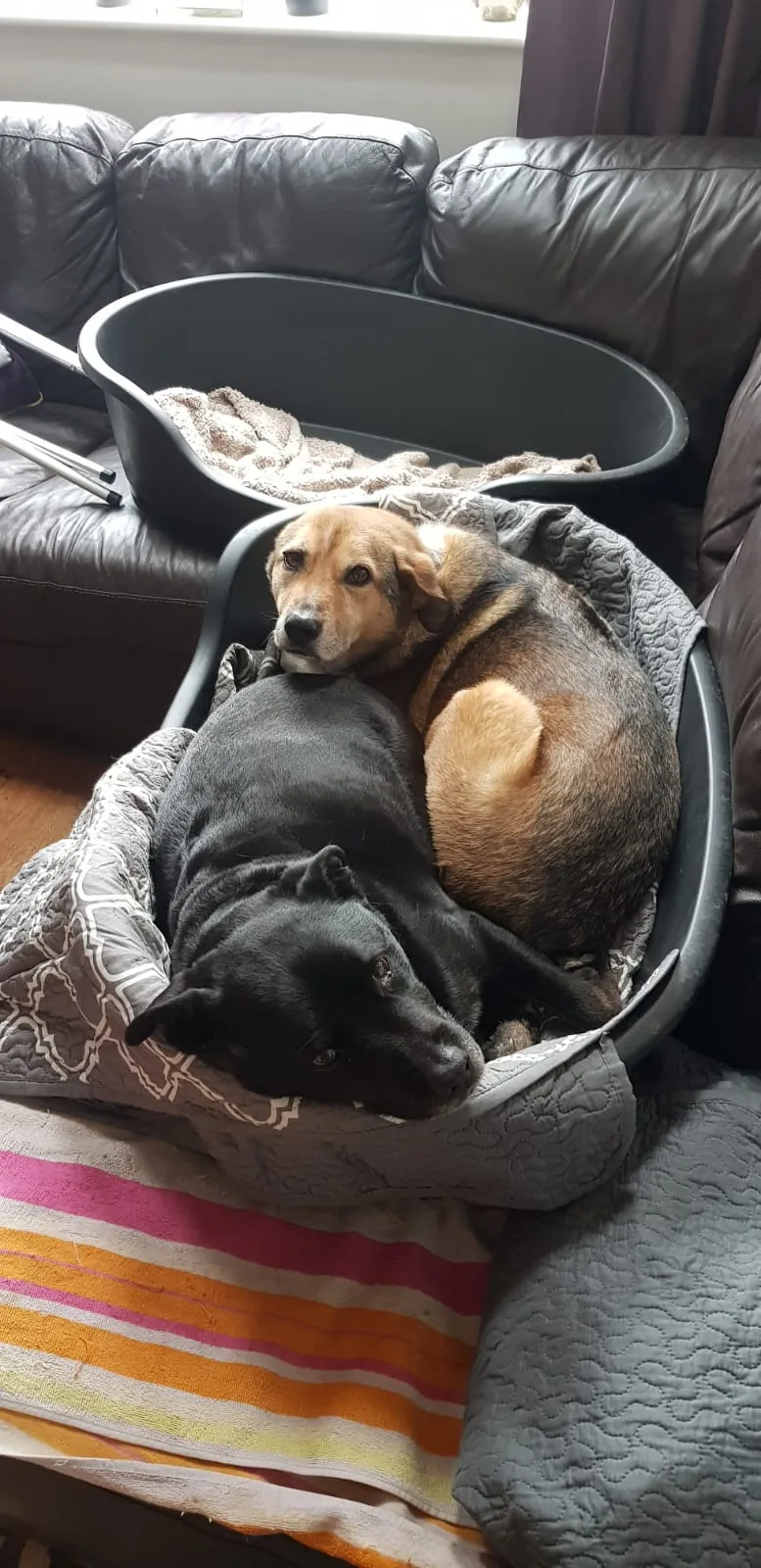 Alexiane Home From Home Kennels - Lincoln pet otel