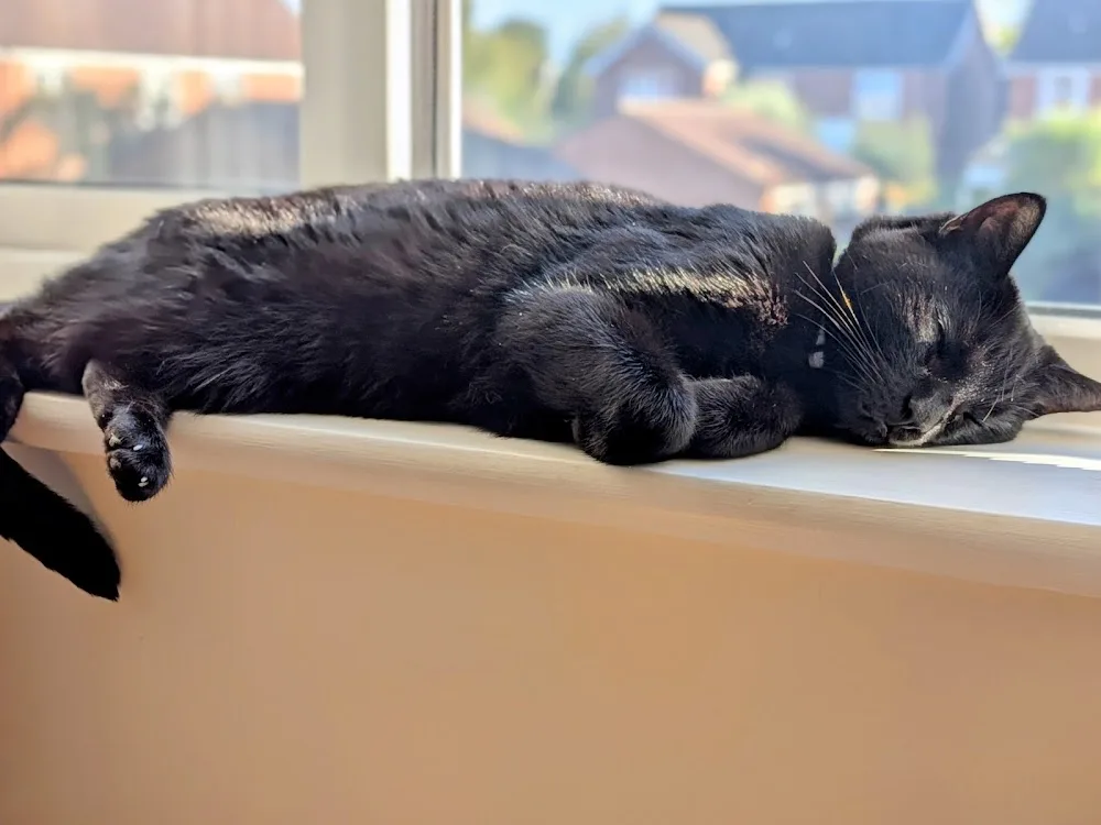 Dunholme Cattery - Lincoln pet otel