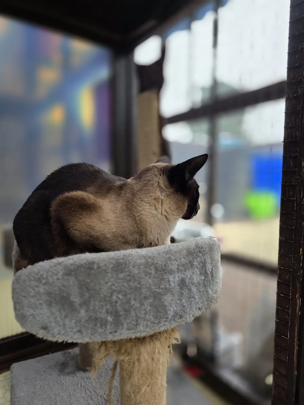 Gemima's Cattery - Lincoln pet otel görseli 2