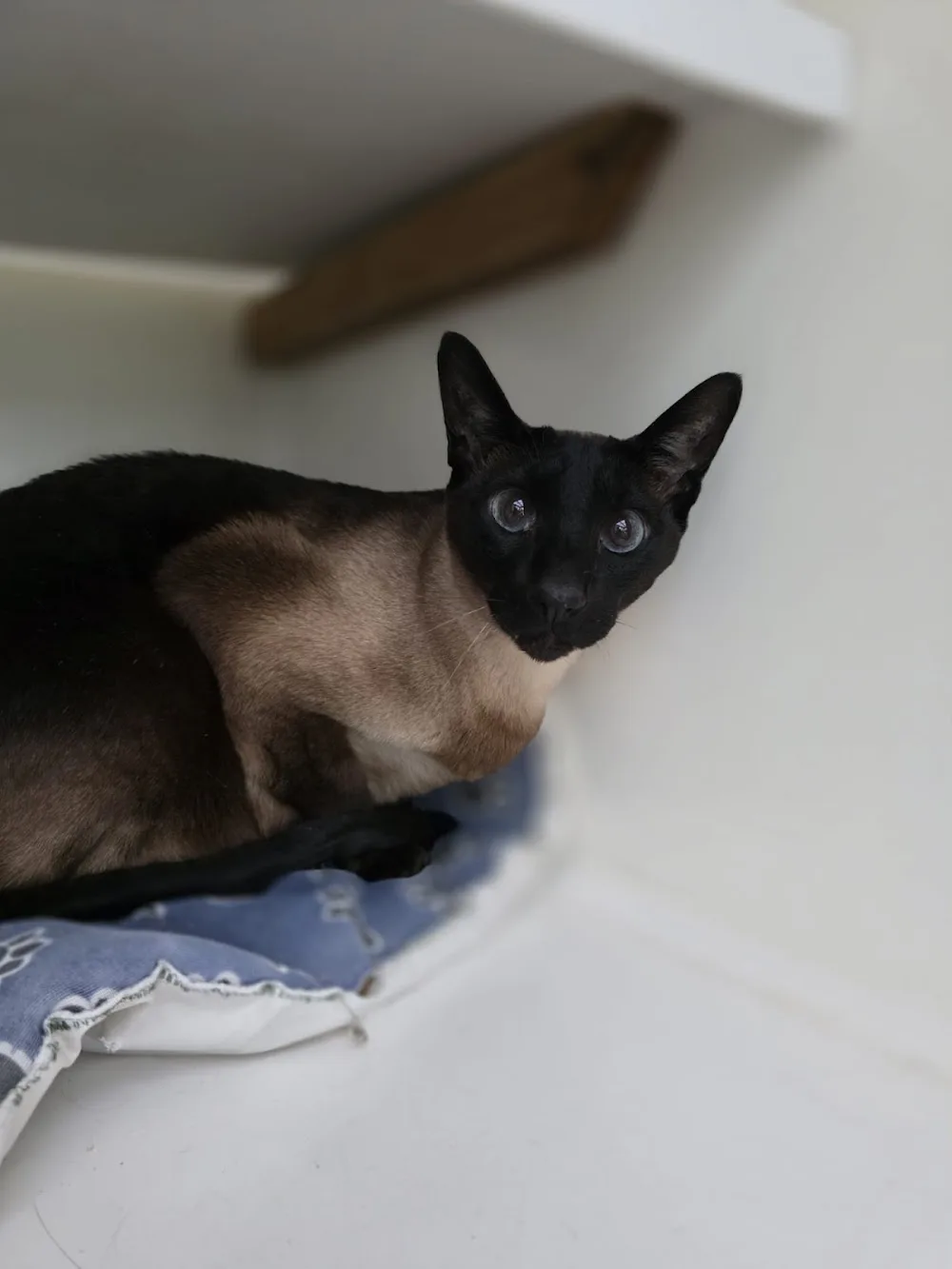 Gemima's Cattery - Lincoln pet otel görseli 3