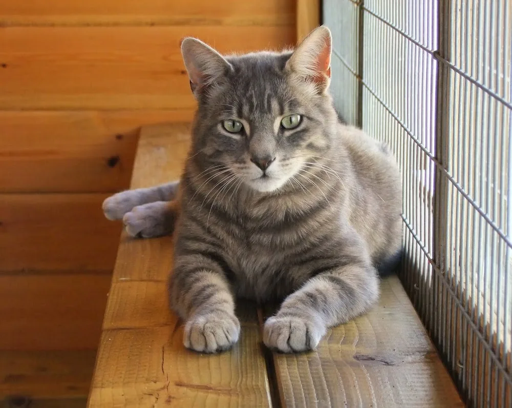 Meadow Lodge Cattery - Lincoln pet otel görseli 3
