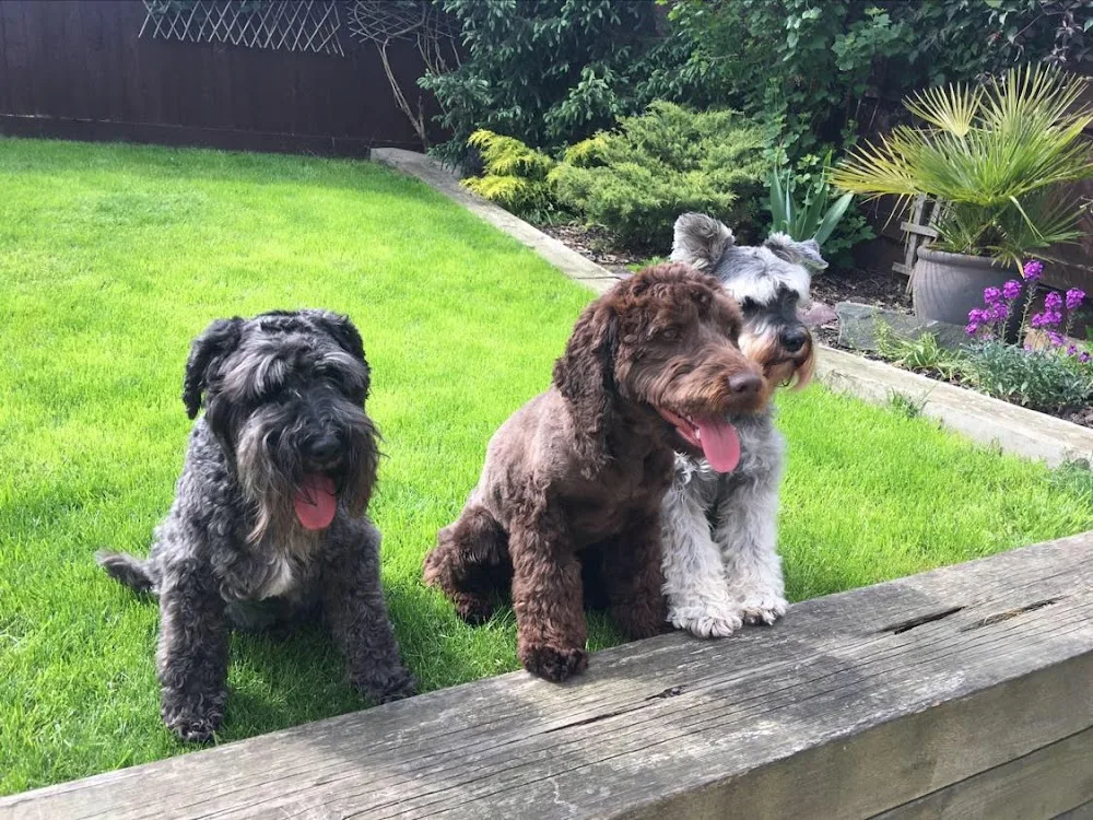 Navenby Dog Hotel - Lincoln pet otel görseli 3