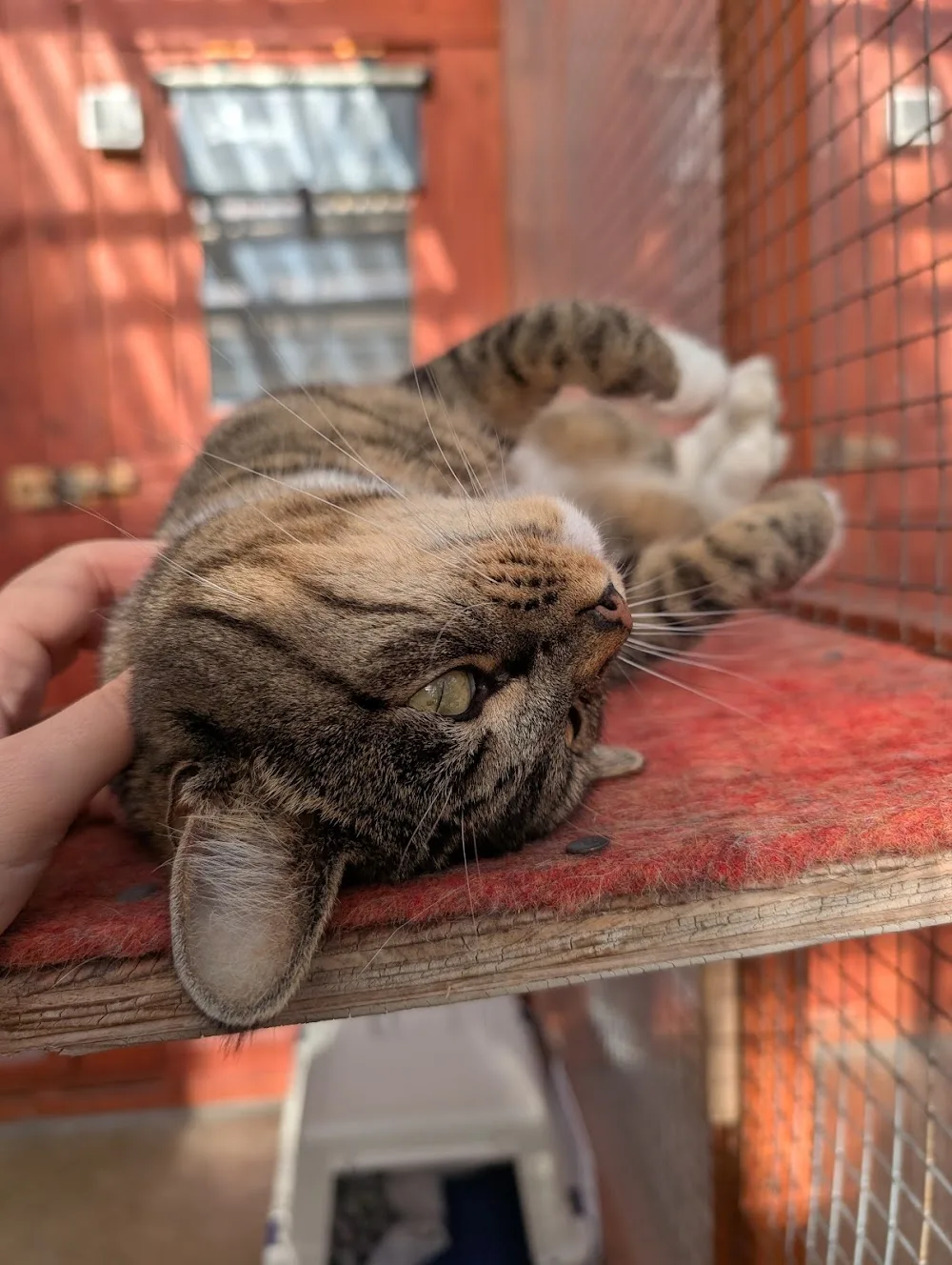 Paws Lodge Cattery - Lincoln pet otel görseli 2