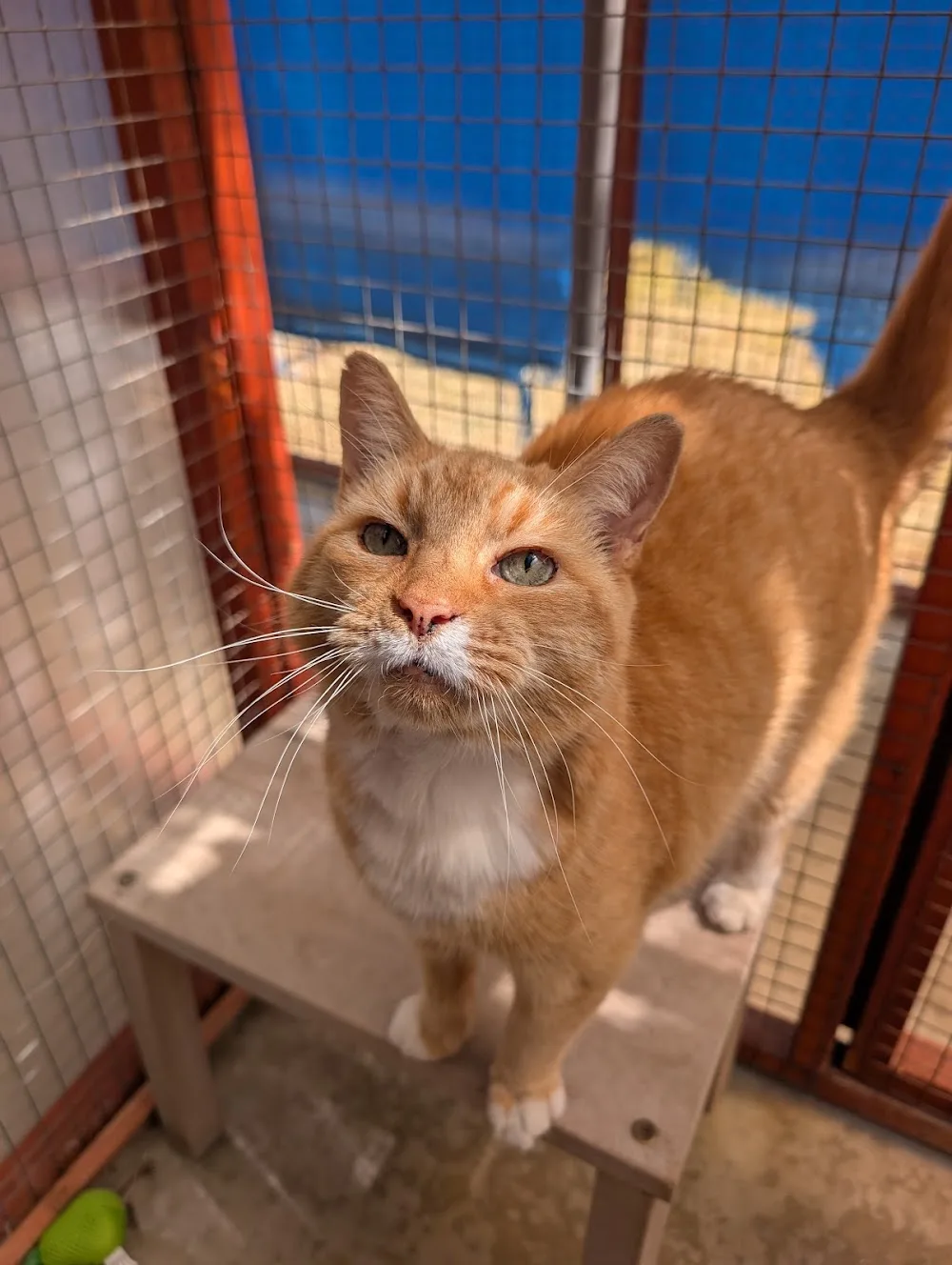 Paws Lodge Cattery - Lincoln pet otel görseli 3
