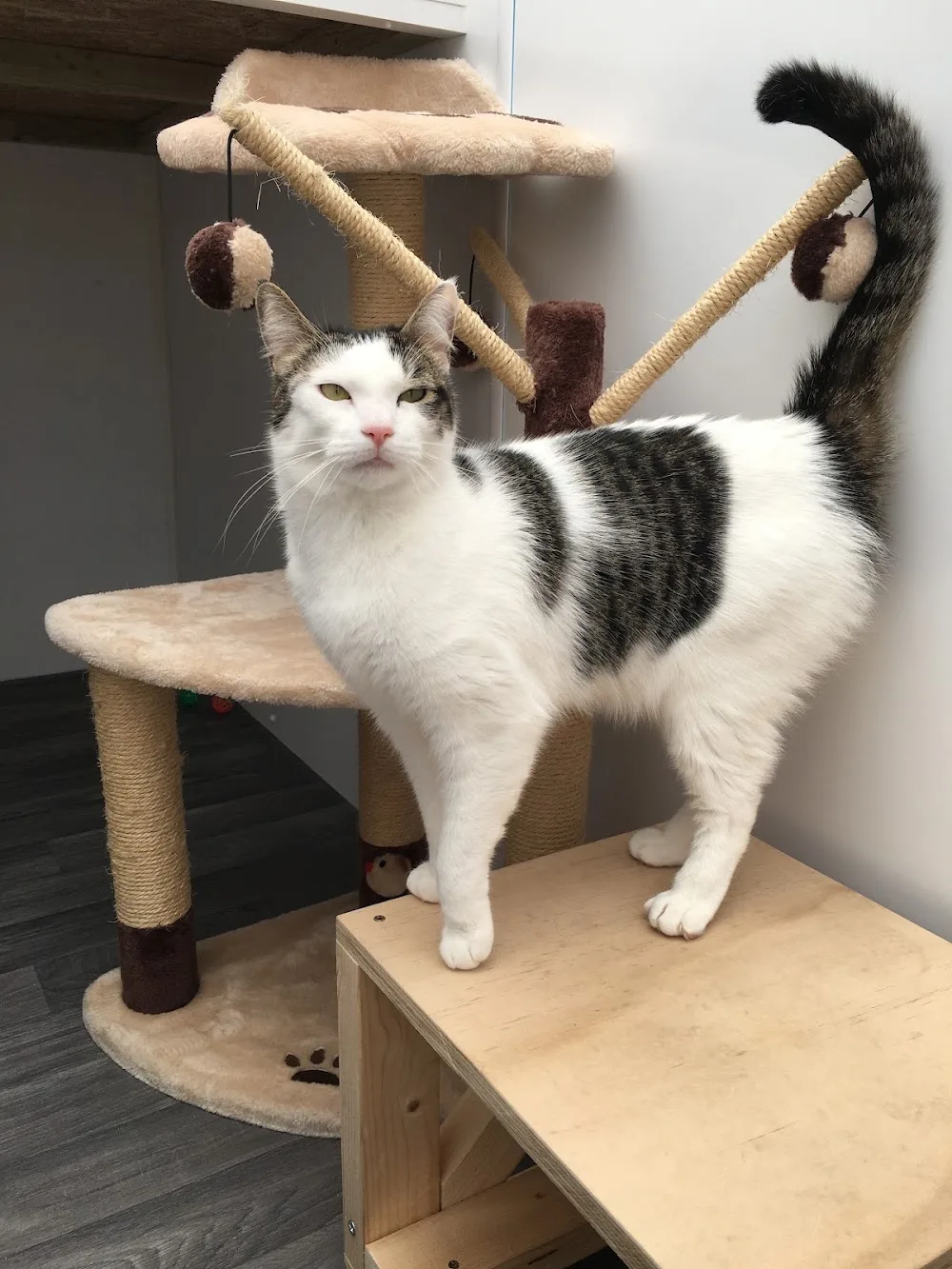 Purrs Cattery - Lincoln pet otel görseli 2