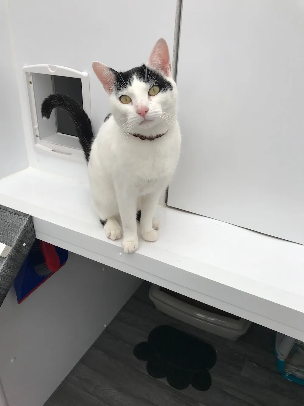 Purrs Cattery - Lincoln pet otel görseli 3