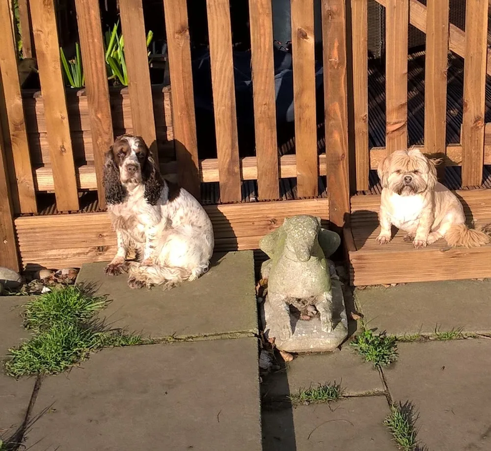 Rookery - Lincoln pet otel görseli 3