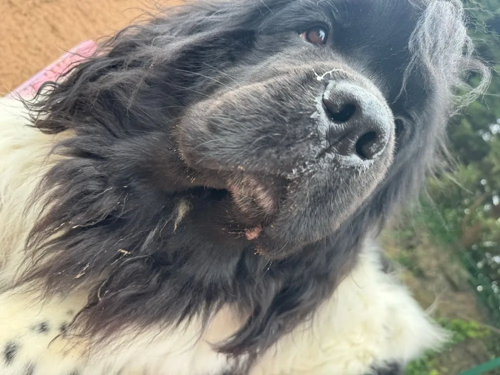 Saxilby Boarding Kennels - Lincoln pet otel