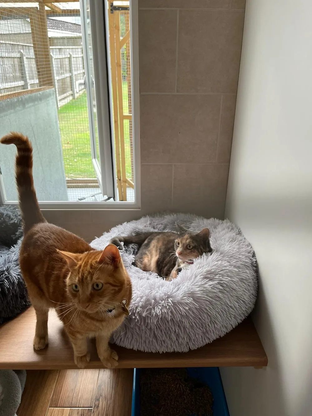 Spinney Cattery - Lincoln pet otel görseli 3