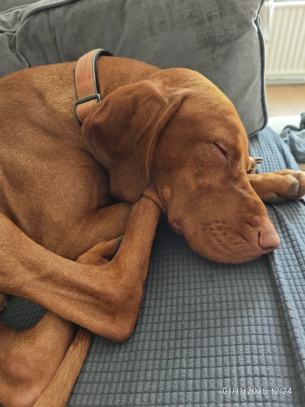The Cosy Canine - Lincoln pet otel görseli 3