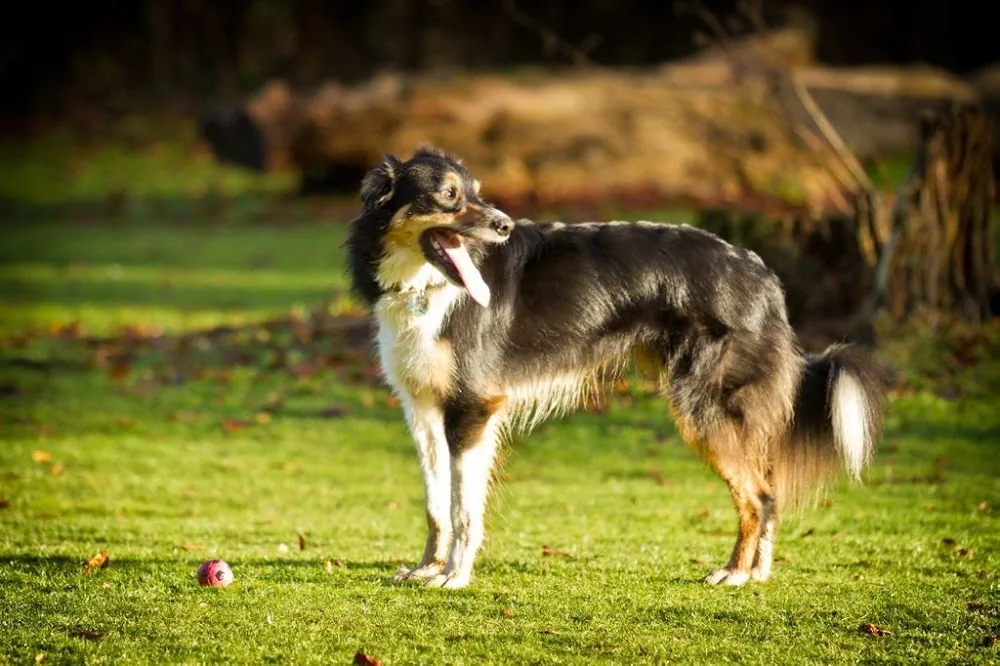 Very Important Pets: Doggy Daycare and Home from Home Boarding - Lincoln pet otel