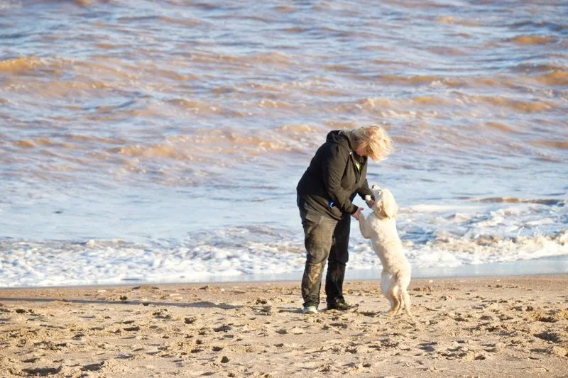 Very Important Pets: Doggy Daycare and Home from Home Boarding - Lincoln pet otel görseli 3