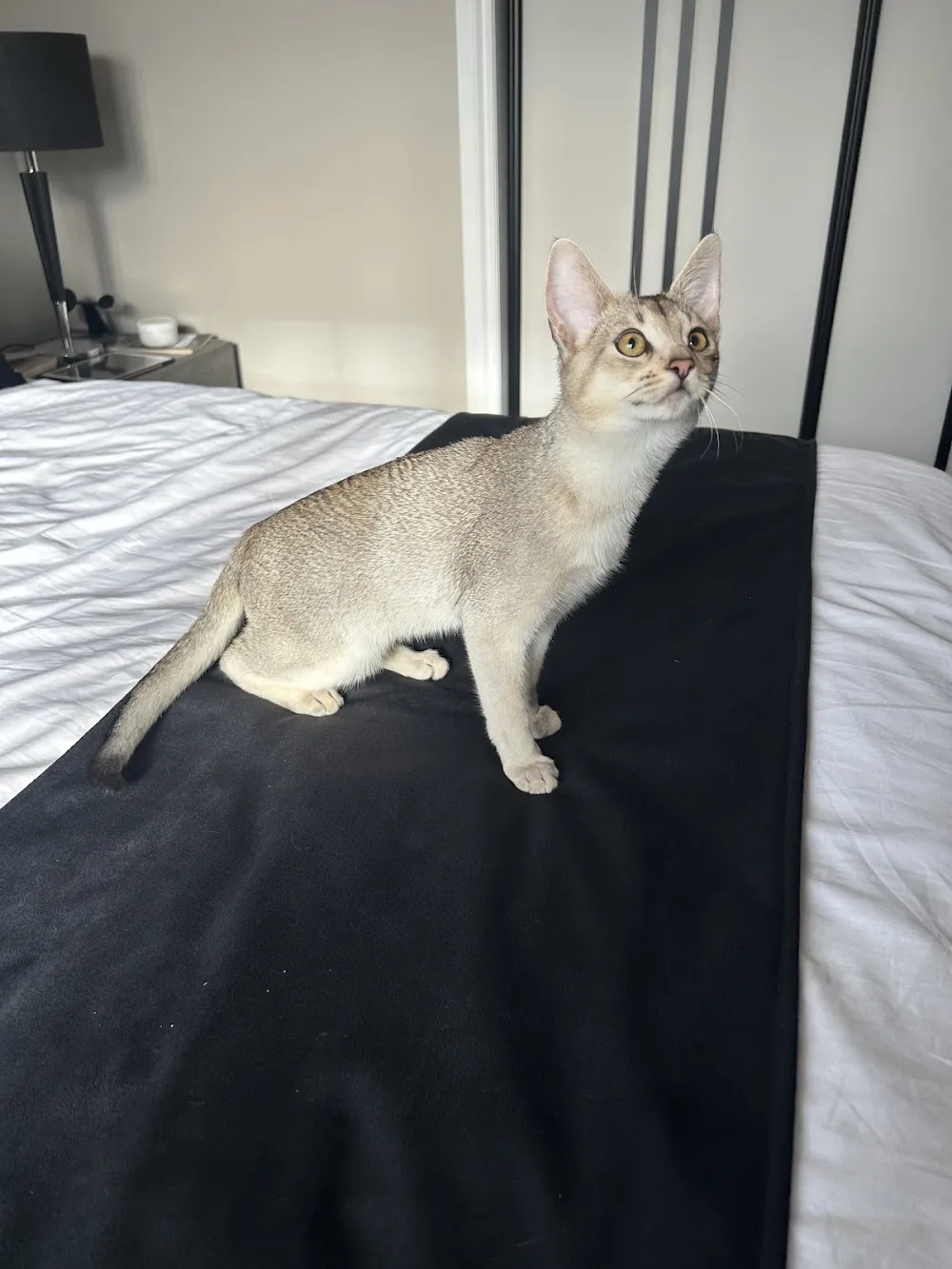 Westford Cats - Lincoln pet otel