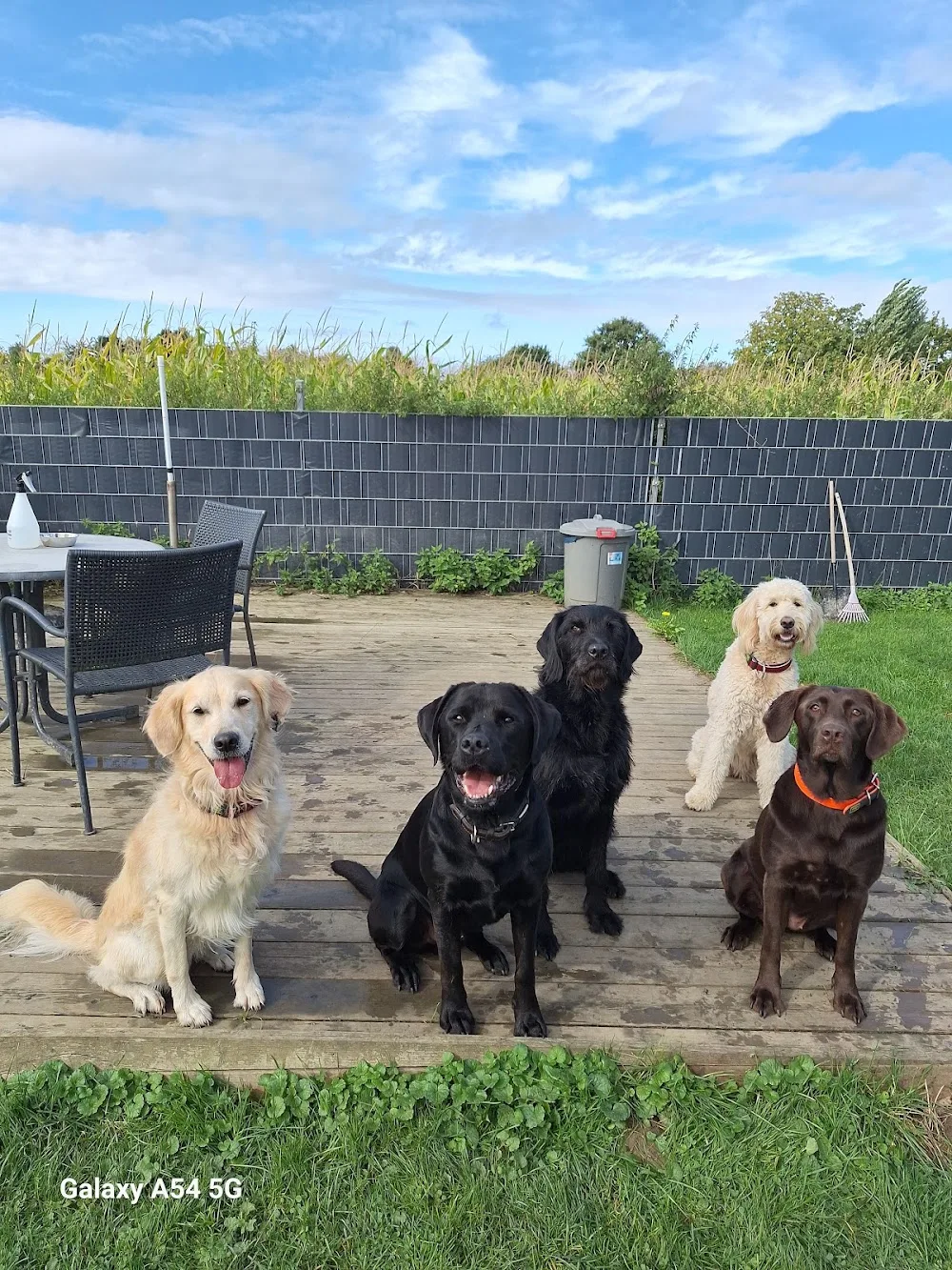 Die Hundehütte - Lippetal pet otel görseli 3