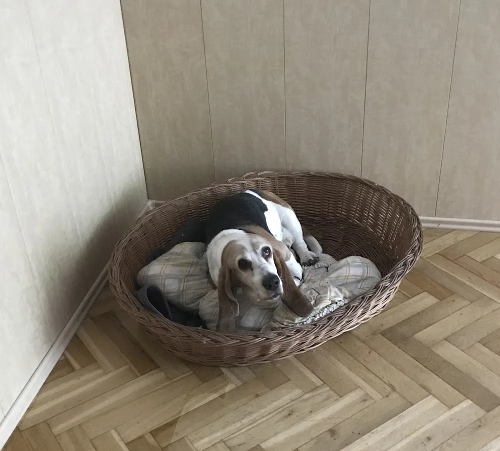 Hundepension am Bosenberg - Lippetal pet otel görseli 3