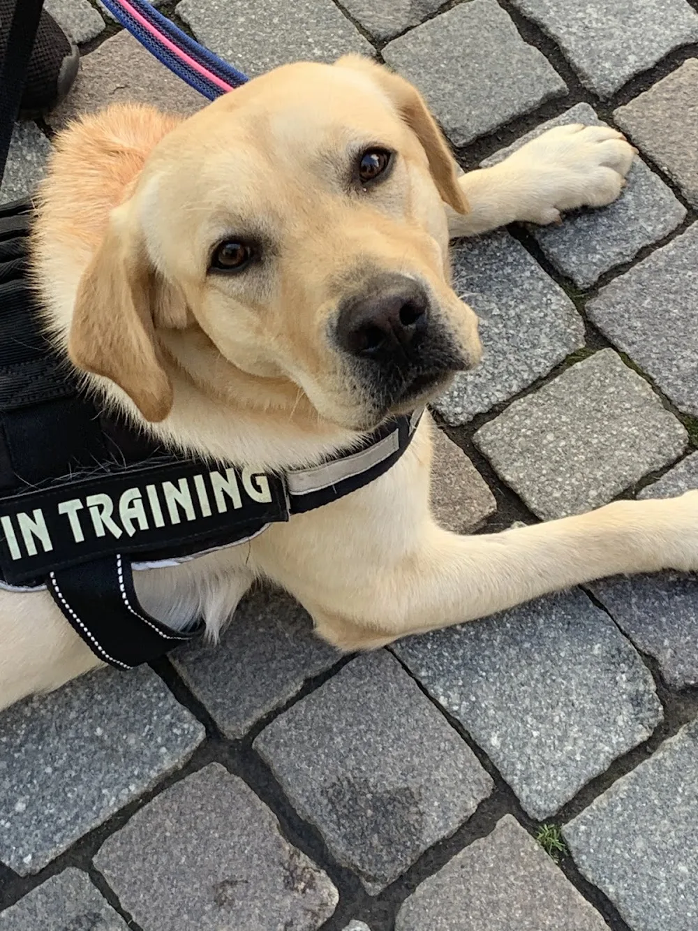 Blindenführhundschule Caputo - Lippstadt pet otel görseli 3