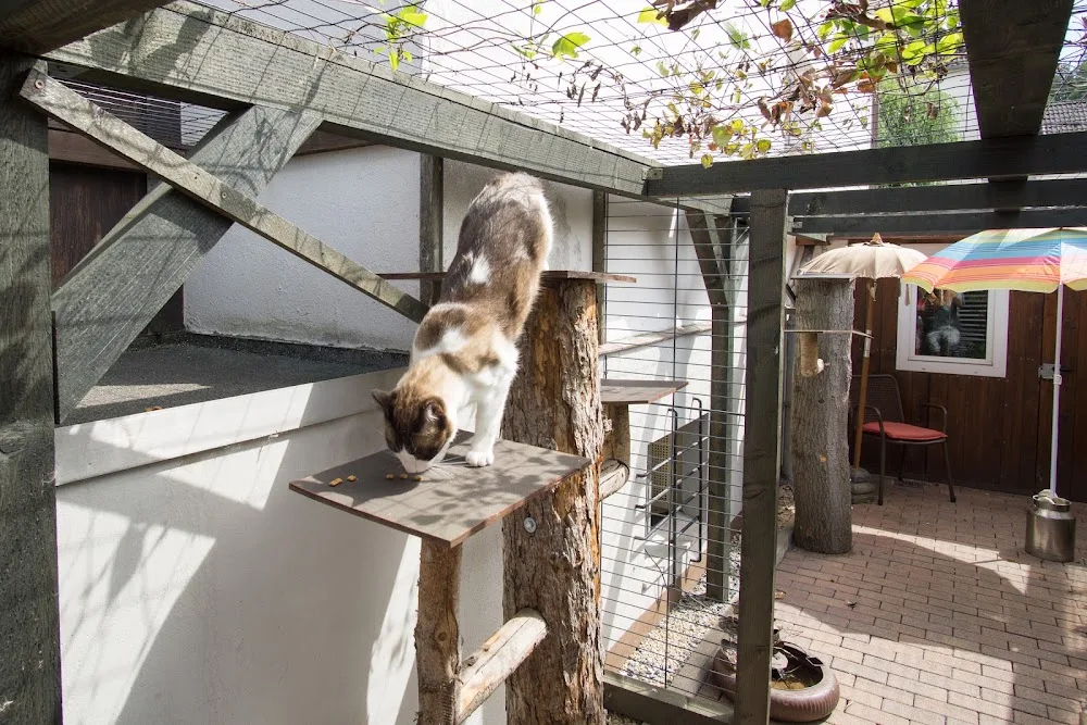 Die kleine Katzenpension - Lippstadt pet otel