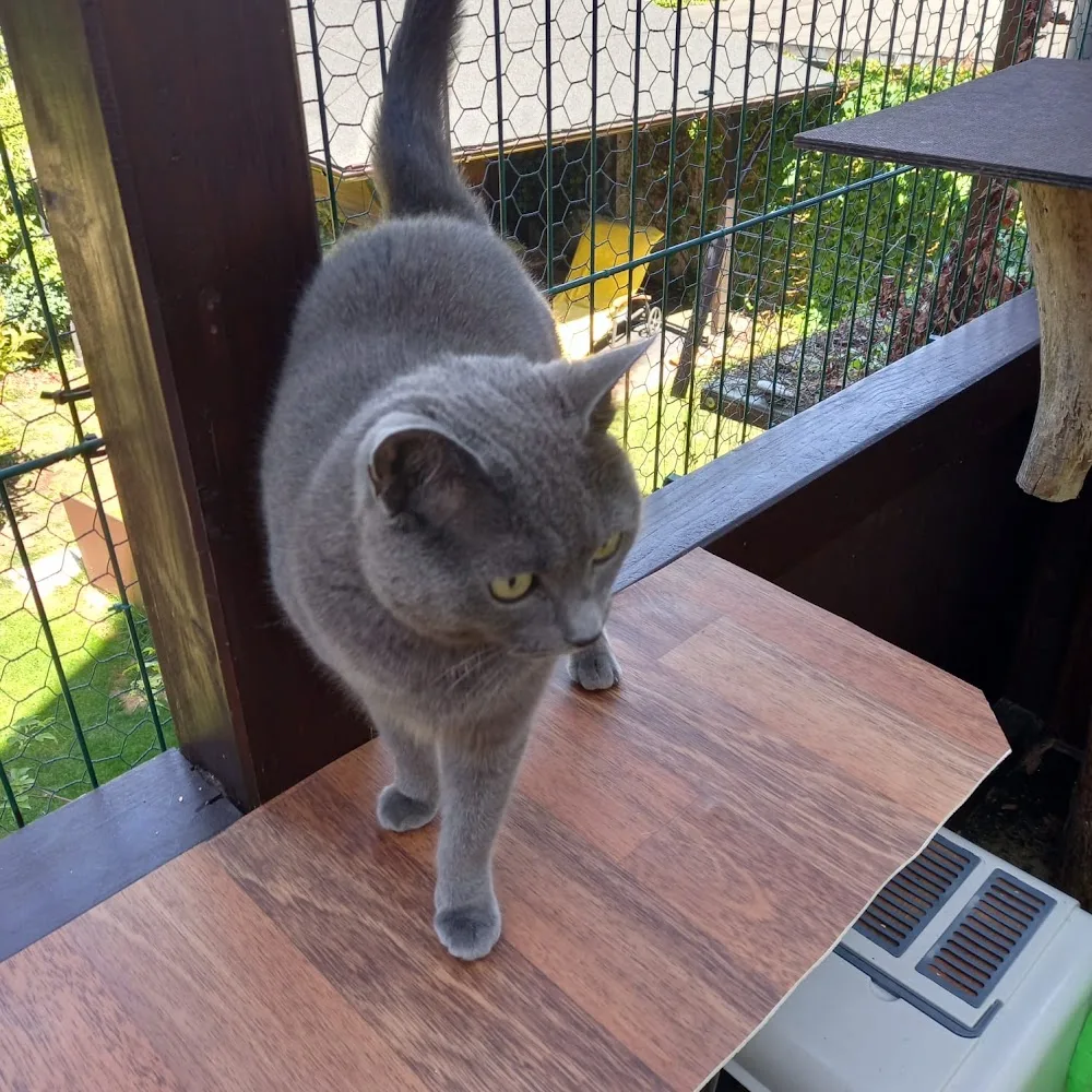 Die kleine Katzenpension - Lippstadt pet otel görseli 3