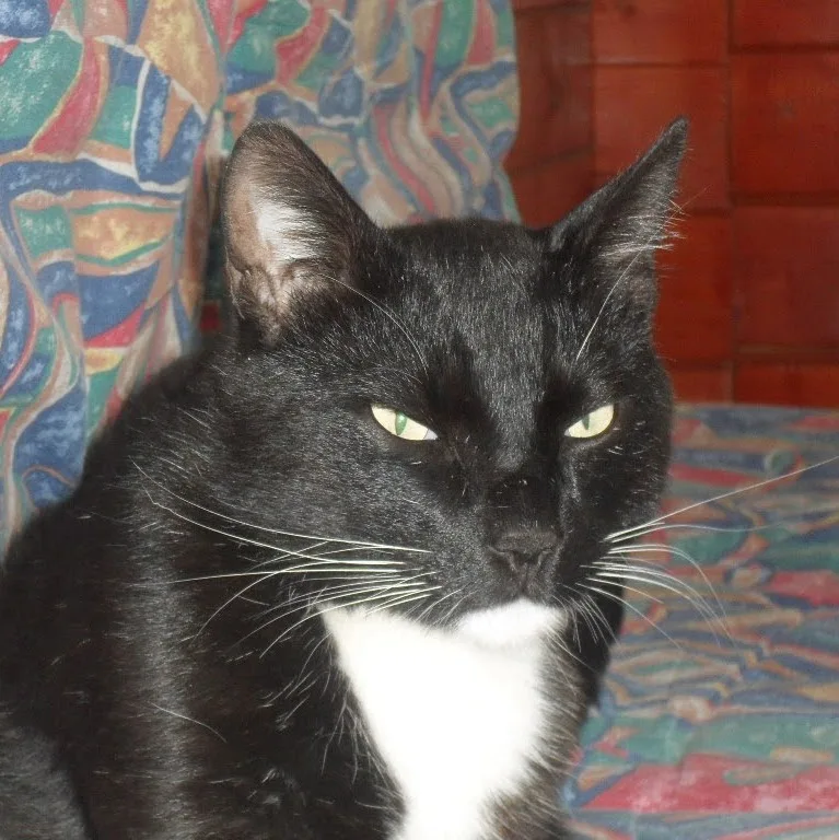 Die kleine Katzenpension - Lippstadt pet otel görseli 5