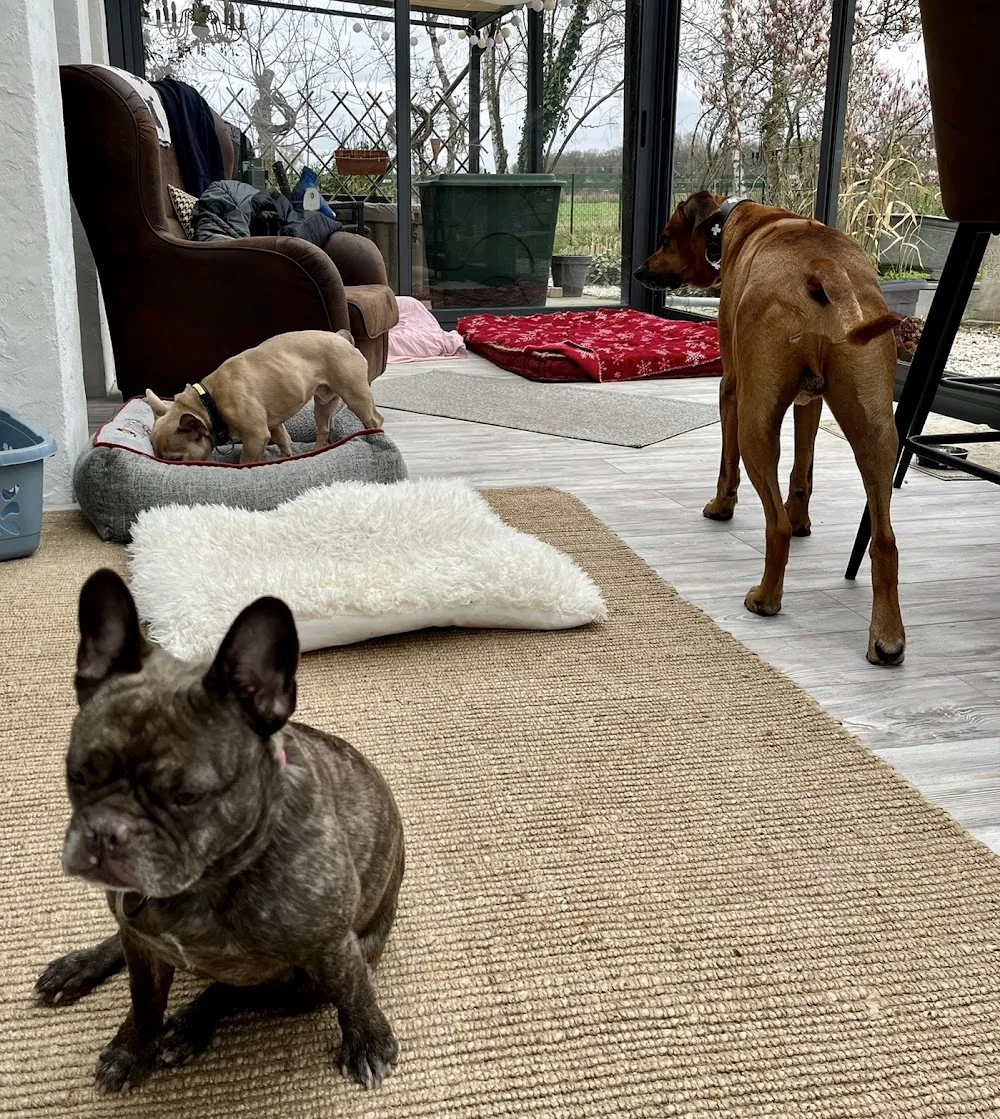 Hundepension - Hundeferien - Lippstadt pet otel