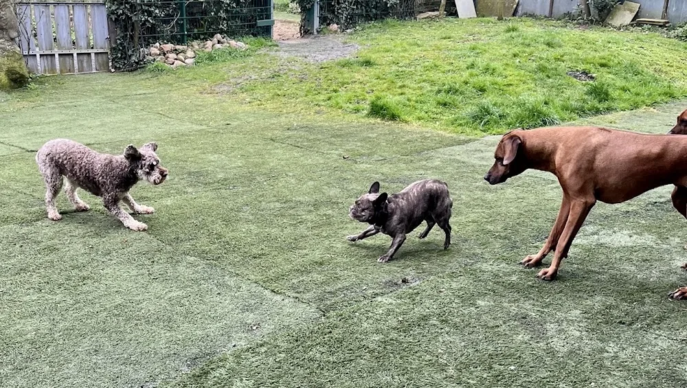 Hundepension - Hundeferien - Lippstadt pet otel görseli 3