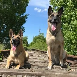 Hundepension - Hundeferien - Lippstadt pet otel görseli 5