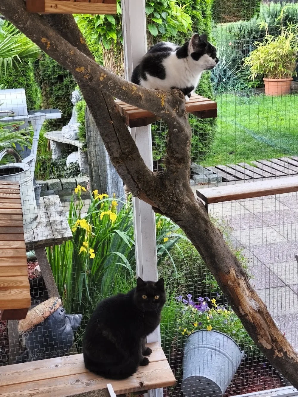 Katzenhotel Remmert - Lippstadt pet otel
