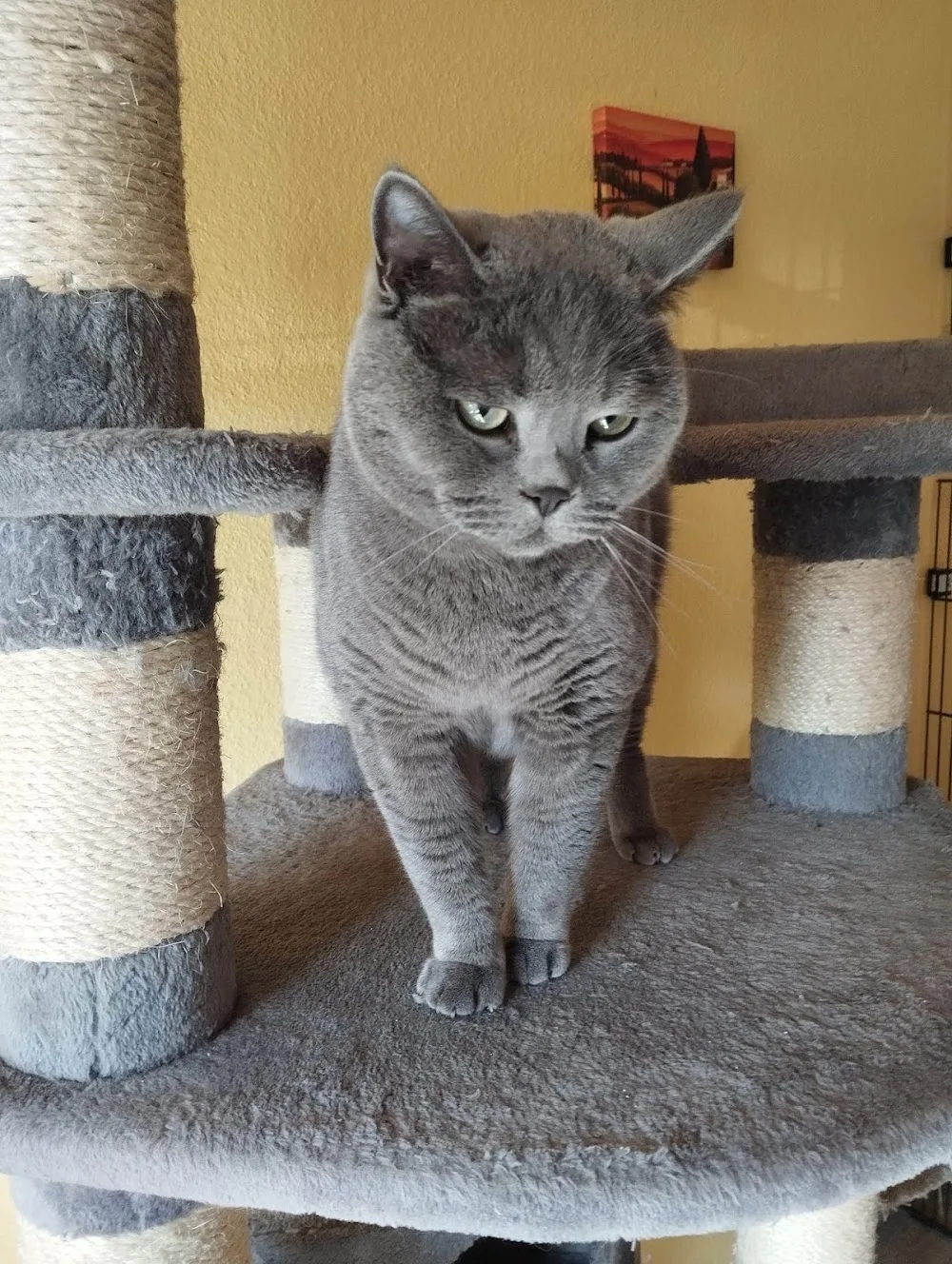 Katzenpension Birgits Katzenstube - Lippstadt pet otel görseli 3