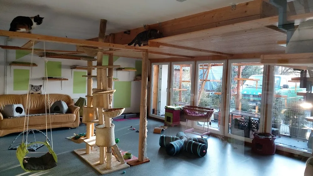 KatzenpensionTanja Meyer - Lippstadt pet otel görseli 3