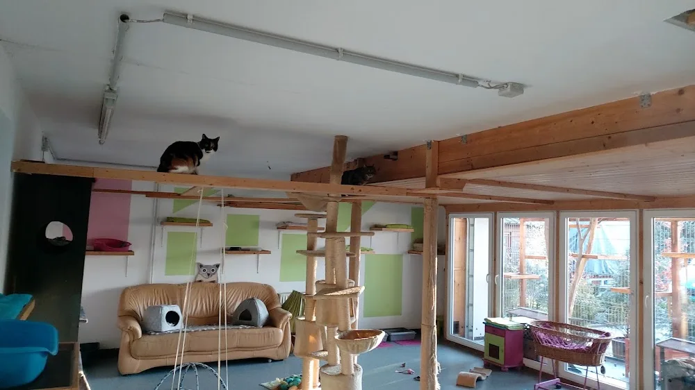KatzenpensionTanja Meyer - Lippstadt pet otel görseli 6