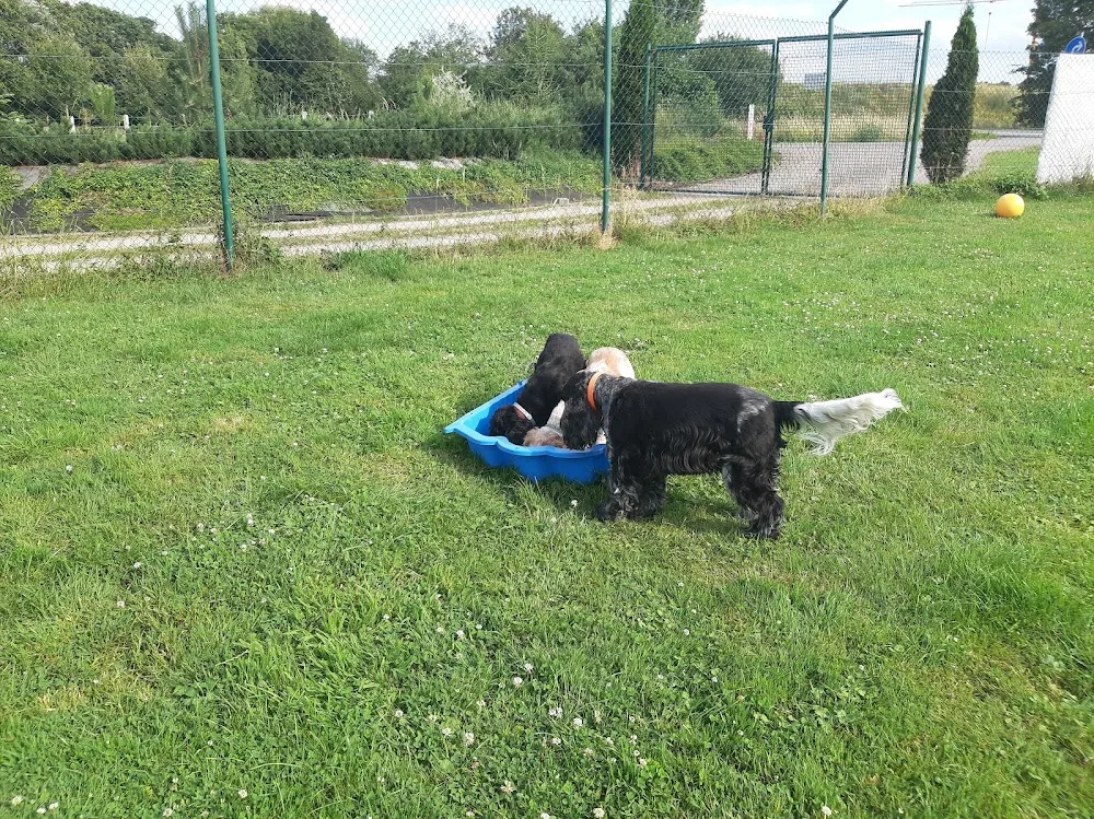 Tierhotel & Salon GRAF - Lippstadt pet otel görseli 3