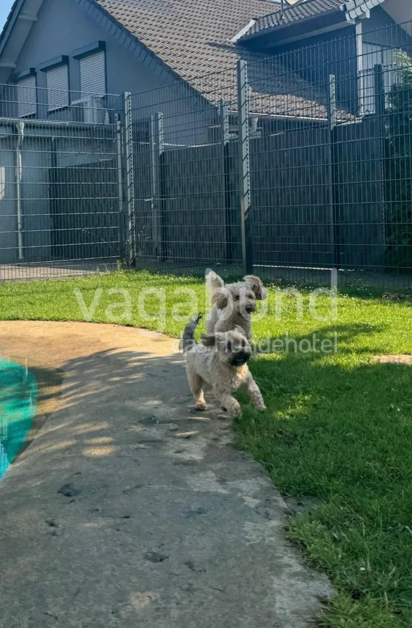 Vagabund -das Hundehotel - Lippstadt pet otel görseli 3