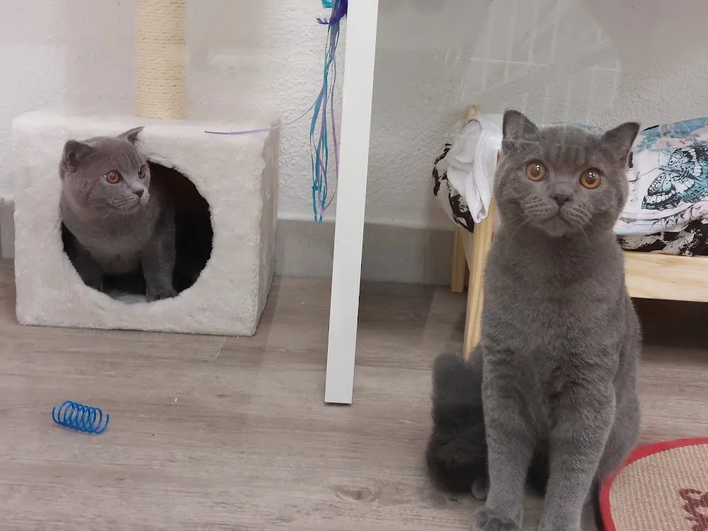 Hotel Mimos & Relax Cats - Lisboa pet otel