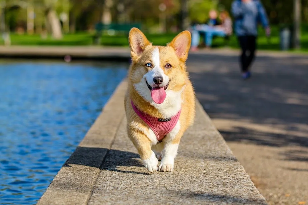 O Meupet - Pet sitting - Lisboa pet otel görseli 3