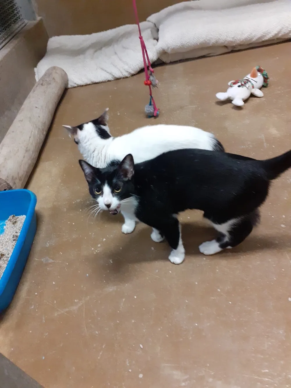 Casa dos Animais de Lisboa - Lisbon pet otel görseli 4